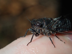 Atrapsalta corticina