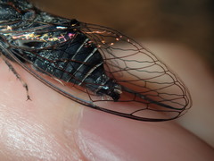 Atrapsalta corticina