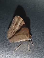 Chrysolarentia subrectaria