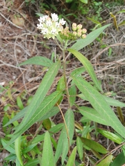 Asclepias nivea