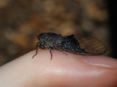 Atrapsalta corticina