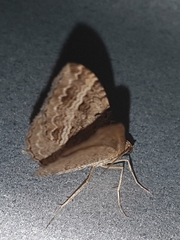 Chrysolarentia subrectaria