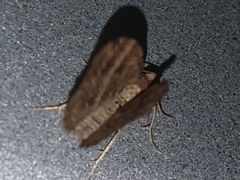 Chrysolarentia subrectaria