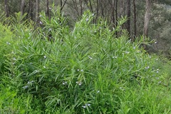 Solanum vescum