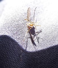 Aedes camptorhynchus