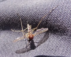 Aedes camptorhynchus