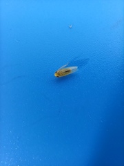 Cicadellidae