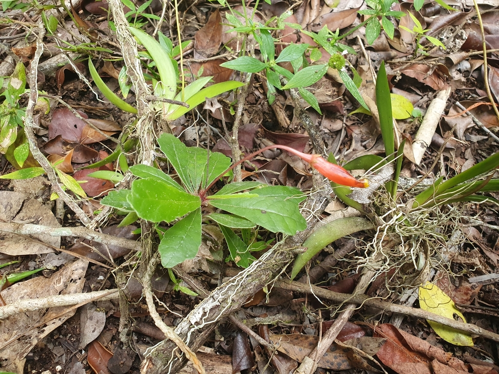 Gesneria tuberifera