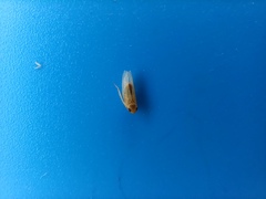Cicadellidae