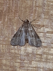 Hygraula nitens
