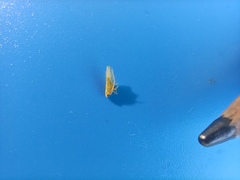 Cicadellidae