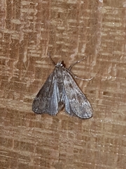 Hygraula nitens
