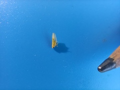 Cicadellidae