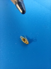 Cicadellidae