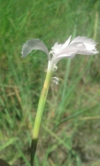 Dianthus mooiensis