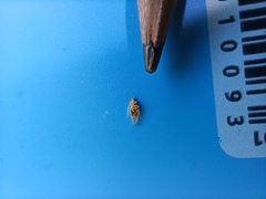 Cicadellidae