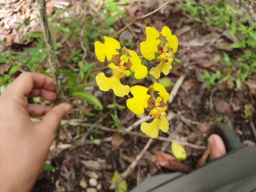 Tolumnia guianensis, photograph 2