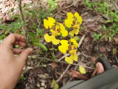 Tolumnia guianensis, photograph Yolanda M. Leon, CC0, iNaturalist via GBIF