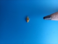 Cicadellidae