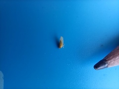Cicadellidae