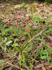 Tolumnia guianensis, photograph Yolanda M. Leon, CC0, iNaturalist via GBIF