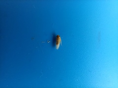Cicadellidae