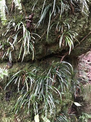 Haplopteris anguste-elongata