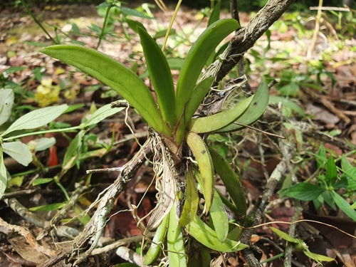 Tolumnia guianensis, photograph 4