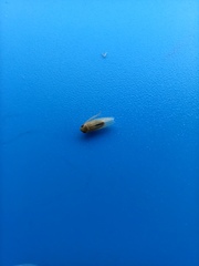 Cicadellidae