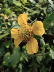 Geum japonicum