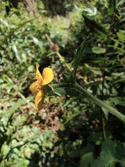 Geum japonicum