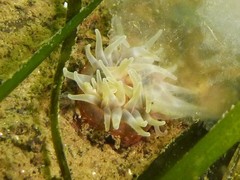 Urticina felina