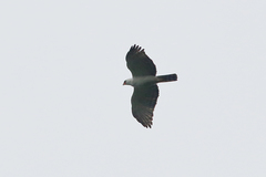 Spizaetus melanoleucus