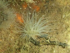 Sagartiogeton undatus