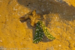 Drepanogynis bifasciata