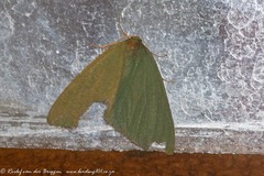 Lophorrhachia rubricorpus