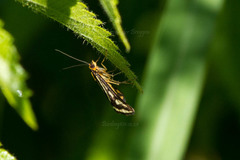 Loxostege venustalis