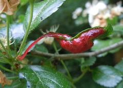 Dysaphis crataegi