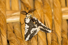 Rhodophthitus commaculata