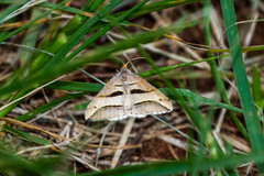 Chiasmia subcurvaria