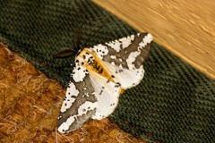 Rhodophthitus commaculata