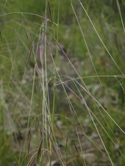 Austrostipa pubescens