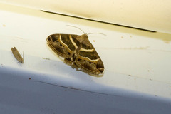 Grammodes congenita