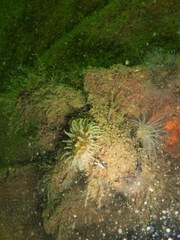 Sagartiogeton undatus