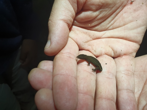 Armstrong's Least Gecko