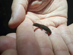Sphaerodactylus