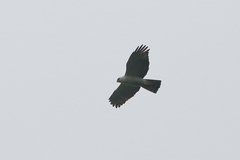 Spizaetus melanoleucus