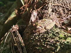 Spiny Giant Frog photo 4