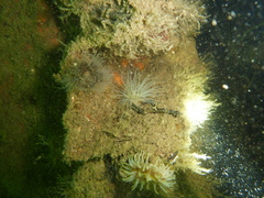 Sagartiogeton undatus