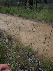 Austrostipa pubescens